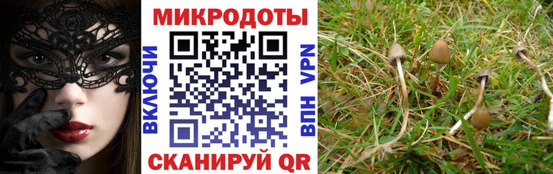 где найти наркотики  Курган  Галлюциногенные грибы Cubensis 